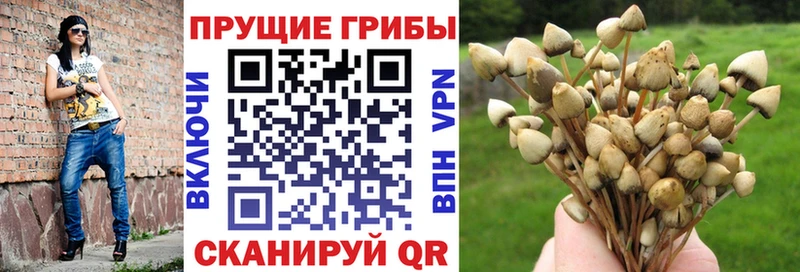 Псилоцибиновые грибы Psilocybe  цены   Выборг 