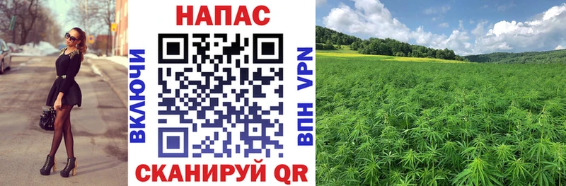 мега как войти Выборг Шишки марихуана конопля